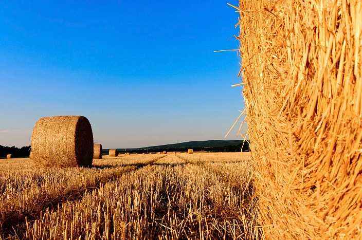 straws in the farm field